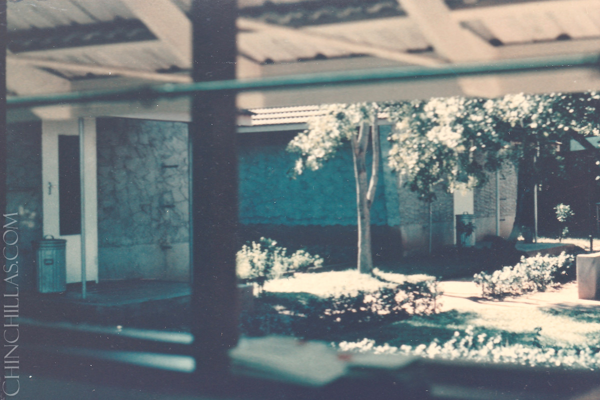 gillingham violet chinchilla birthplace salisbury rhodesia zimbabwe